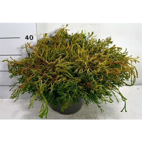 Горшечные цветы и растения оптом Chamaecyparis Obt Gitte от 1шт из Голландии с доставкой по России