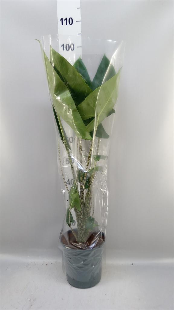 Горшечные цветы и растения оптом Alocasia Zebrina от 1шт (для телеги) из Голландии с доставкой по России