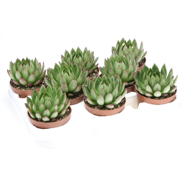 Горшечные цветы и растения оптом Echeveria Costarii от 8шт из Голландии с доставкой по России