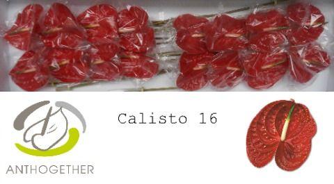 Срезанные цветы оптом Anthurium calisto от 12шт. из Голландии с доставкой по России