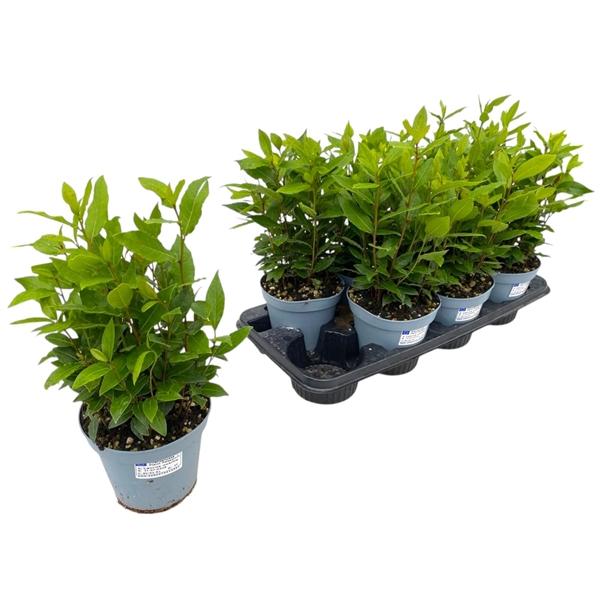 Горшечные цветы и растения оптом Laurus Nobilis от 8шт из Голландии с доставкой по России