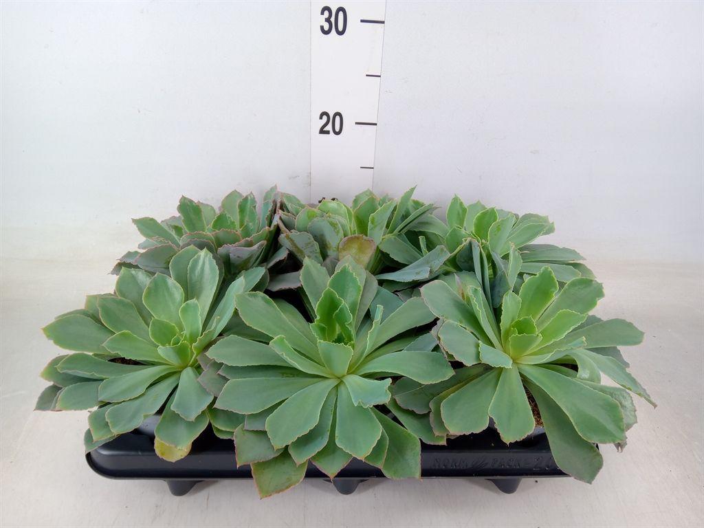 Горшечные цветы и растения оптом Echeveria   ... от 6шт из Голландии с доставкой по России