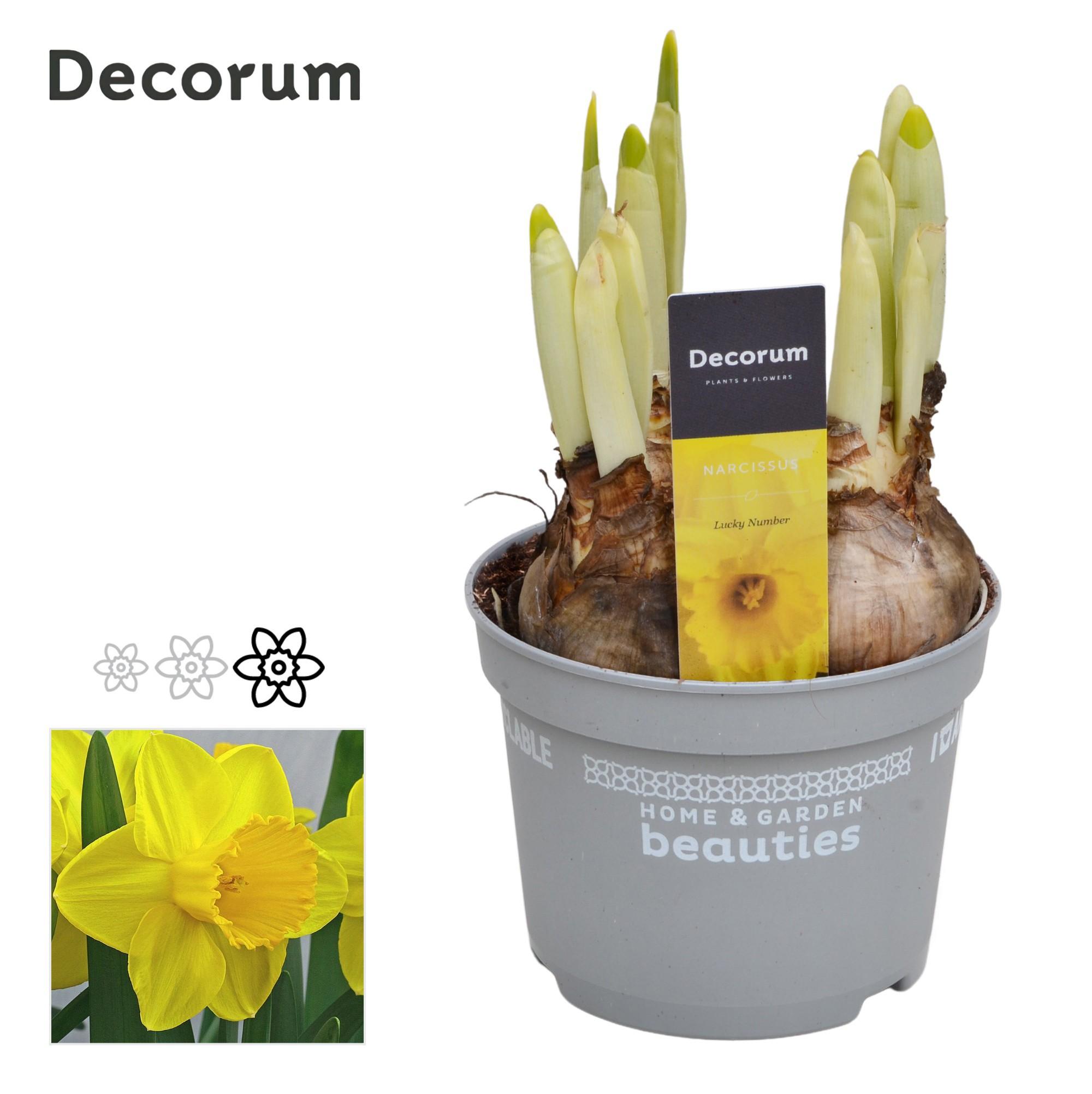Горшечные цветы и растения оптом Narcissus Lucky Number (decorum) от 10шт из Голландии с доставкой по России