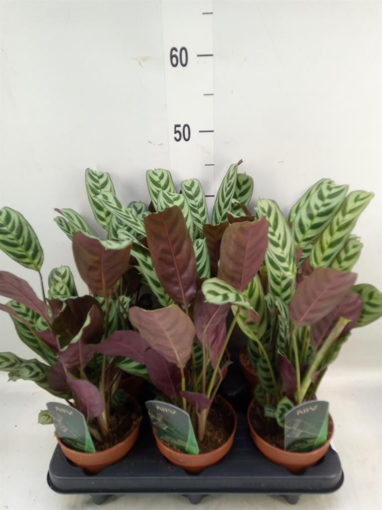 Горшечные цветы и растения оптом Ctenanthe Burle-marxii от 6шт из Голландии с доставкой по России