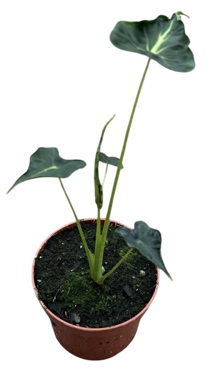 Горшечные цветы и растения оптом Alocasia Frydek Tattoo от 1шт (для телеги) из Голландии с доставкой по России