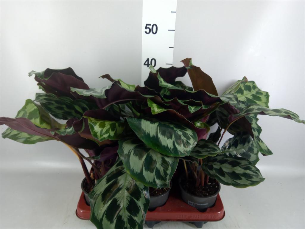Горшечные цветы и растения оптом Calathea ... от 6шт из Голландии с доставкой по России