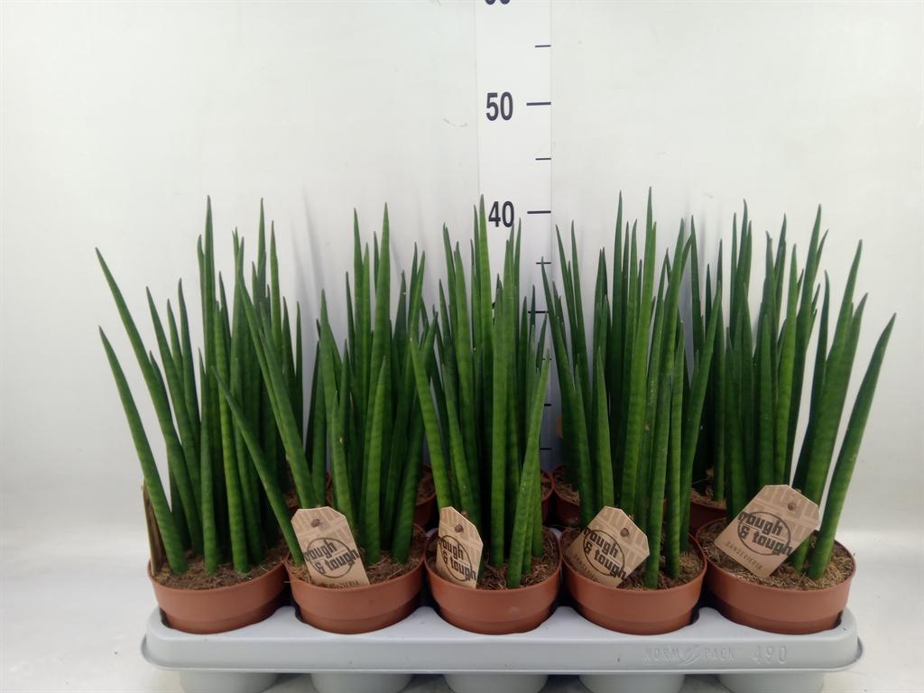 Горшечные цветы и растения оптом Sansevieria Bacularis от 10шт из Голландии с доставкой по России
