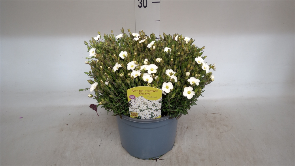 Горшечные цветы и растения оптом Arenaria Montana от 1шт из Голландии с доставкой по России