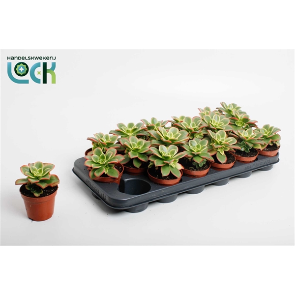 Горшечные цветы и растения оптом Aeonium Tricolor Kiwi от 12шт из Голландии с доставкой по России