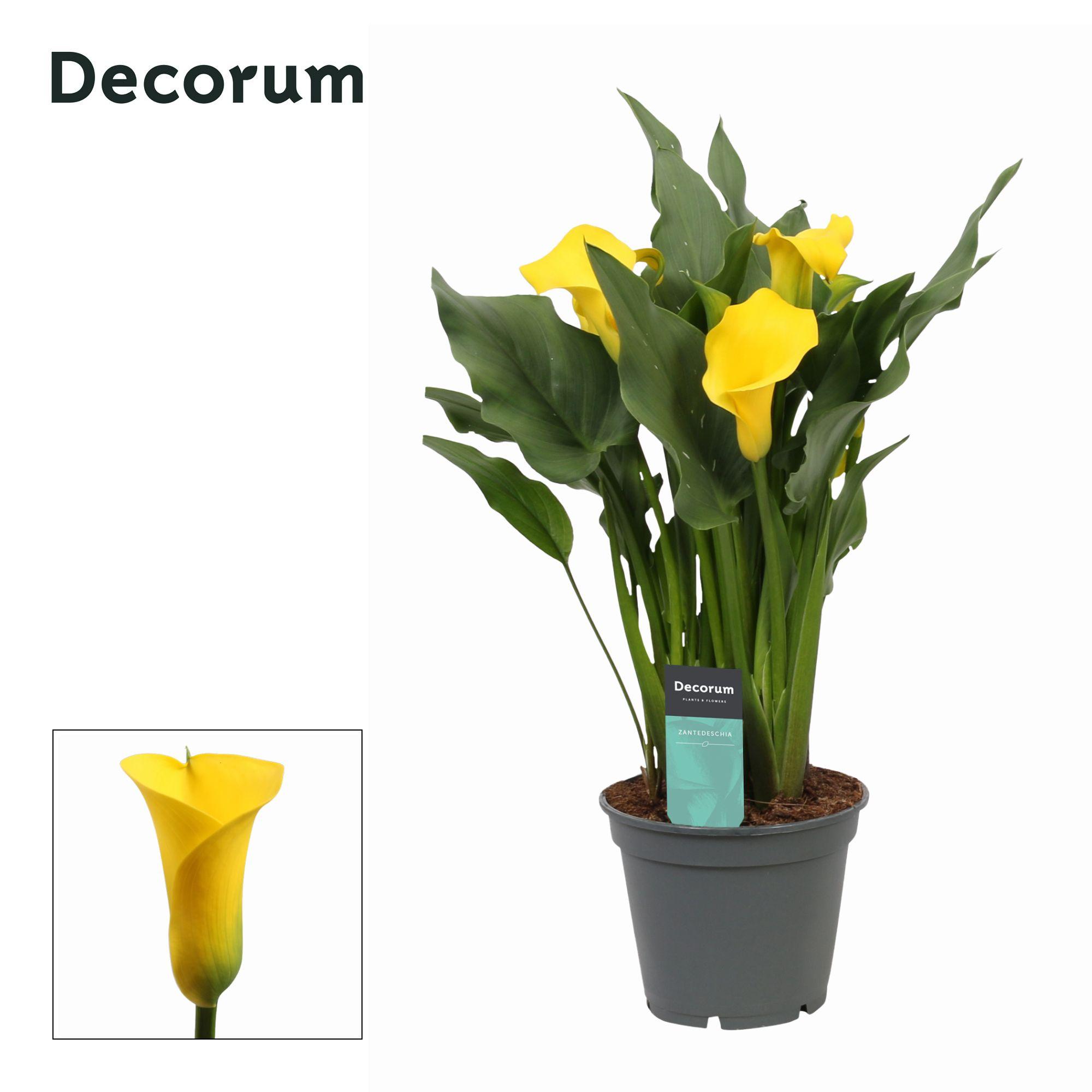 Горшечные цветы и растения оптом Zantedeschia Yellow (decorum) от 6шт из Голландии с доставкой по России