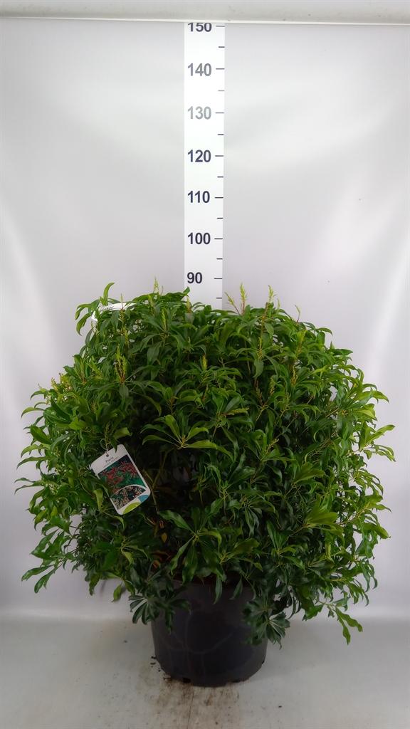 Горшечные цветы и растения оптом Pieris Japonica red Mill от 1шт из Голландии с доставкой по России