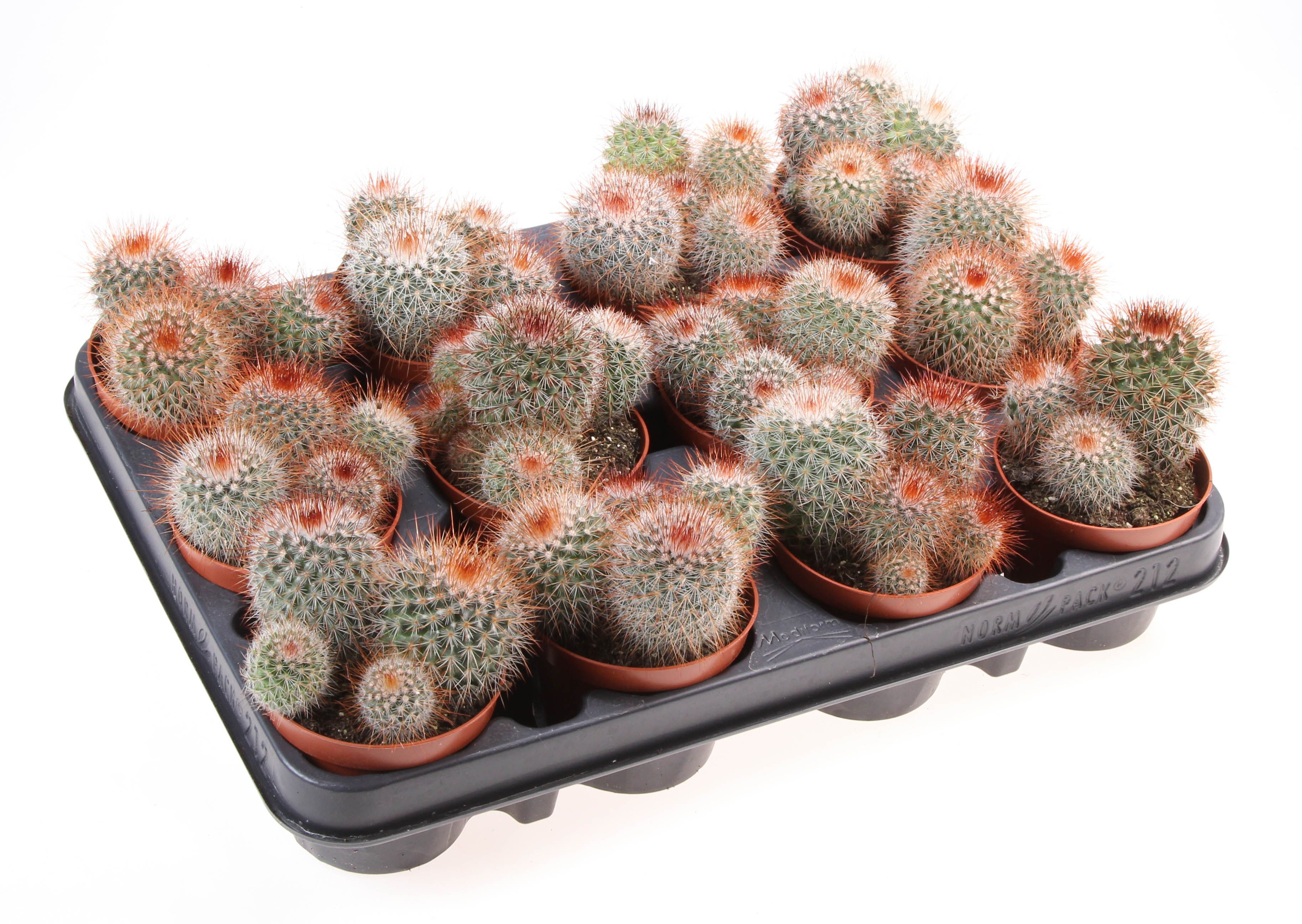 Горшечные цветы и растения оптом Mammillaria Spinosissima от 12шт (для телеги) из Голландии с доставкой по России