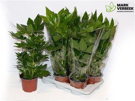 Горшечные цветы и растения оптом Fatsia Ov A от 6шт из Голландии с доставкой по России