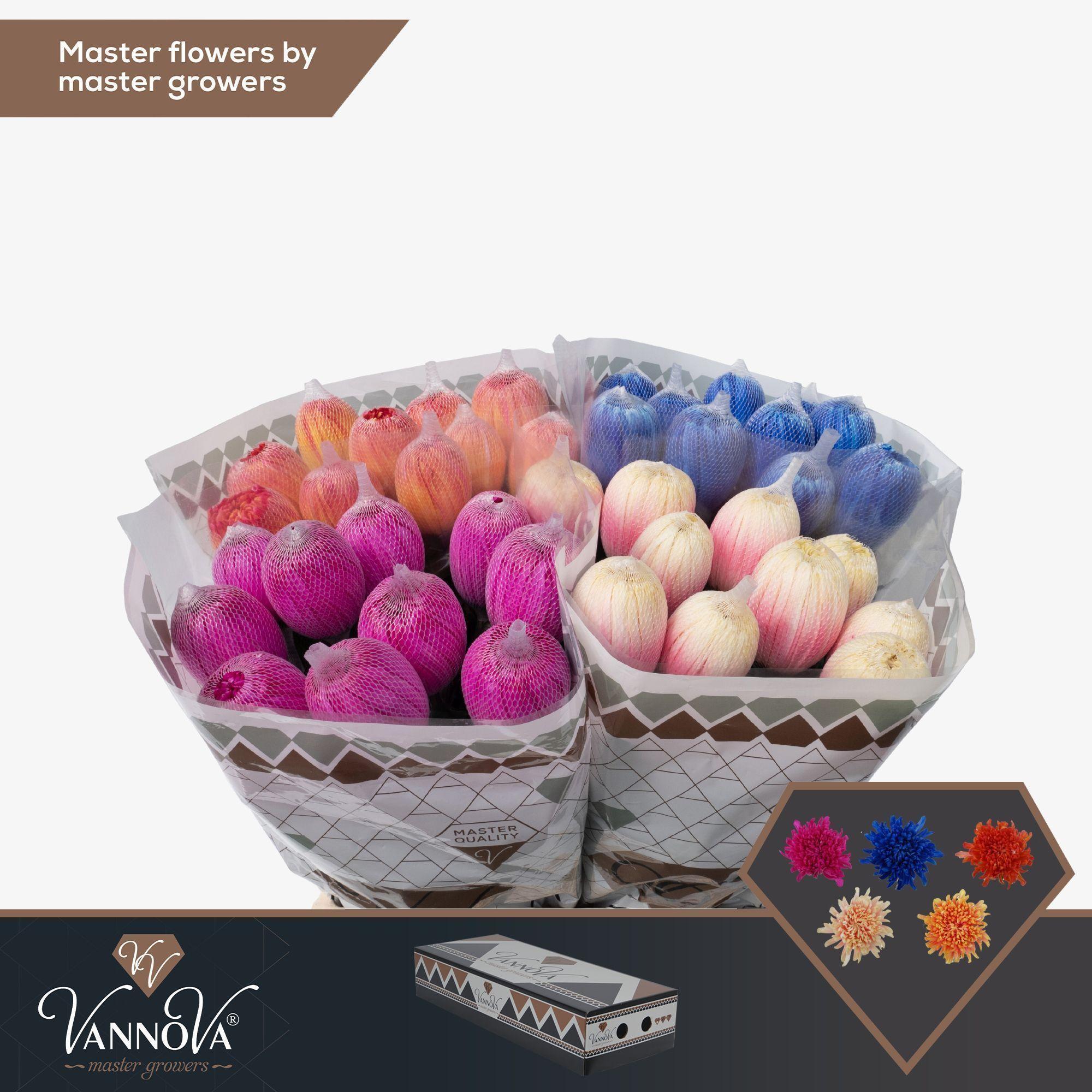 Срезанные цветы оптом Chrys bl paint antonov mix in bucket от 120шт из Голландии с доставкой по России