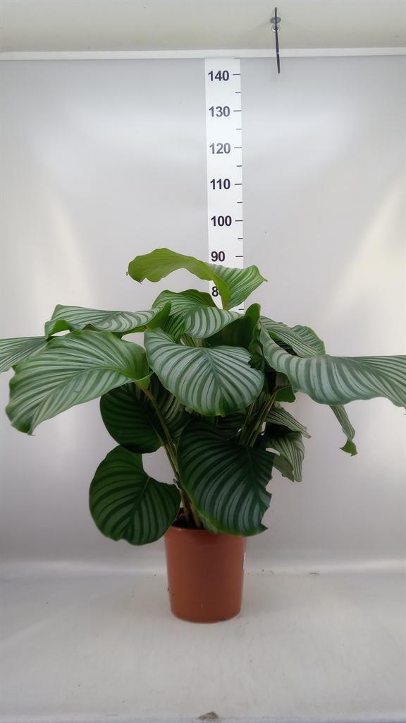 Горшечные цветы и растения оптом Calathea Orbifolia от 1шт из Голландии с доставкой по России