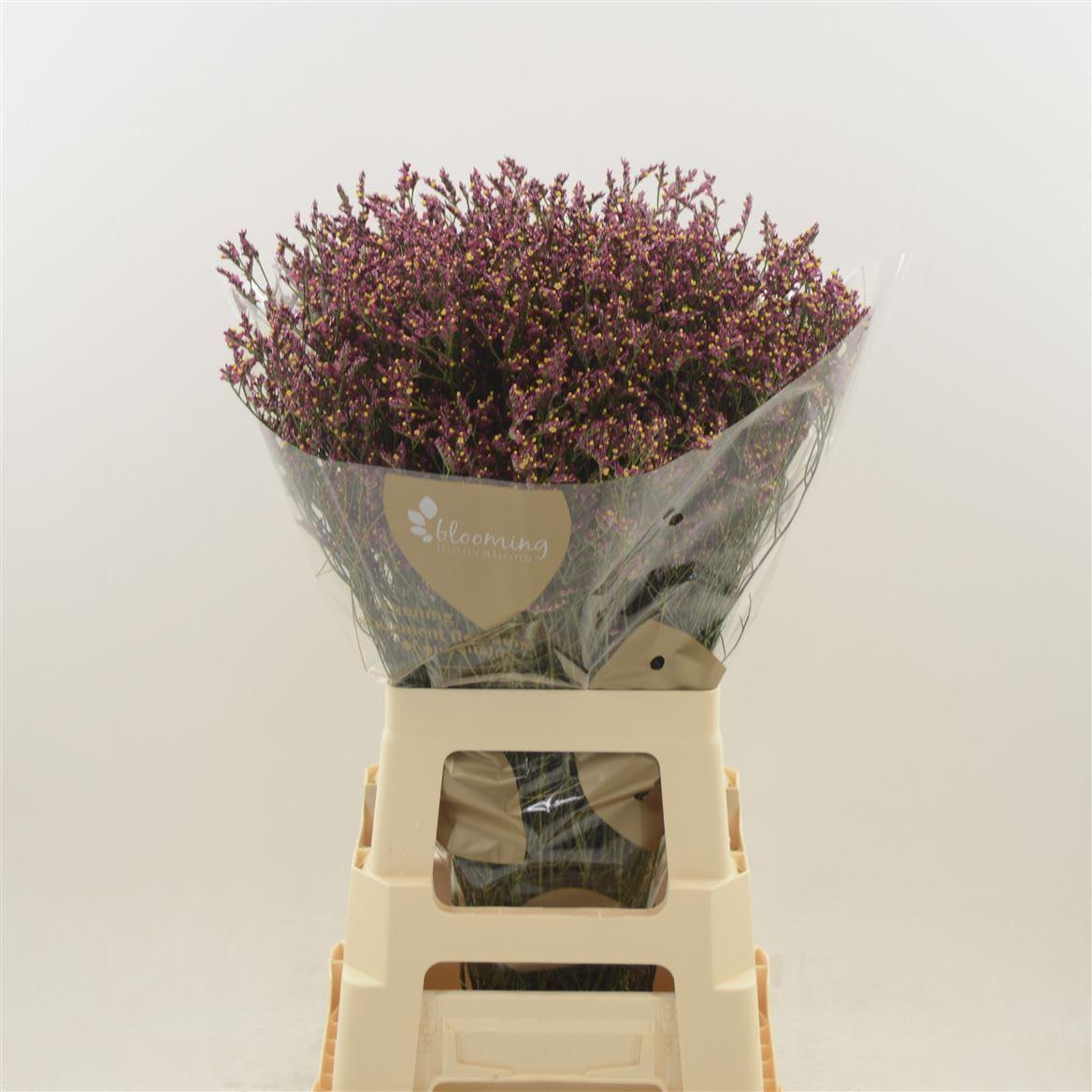 Срезанные цветы оптом Limonium scarlett diamond от 250шт из Голландии с доставкой по России