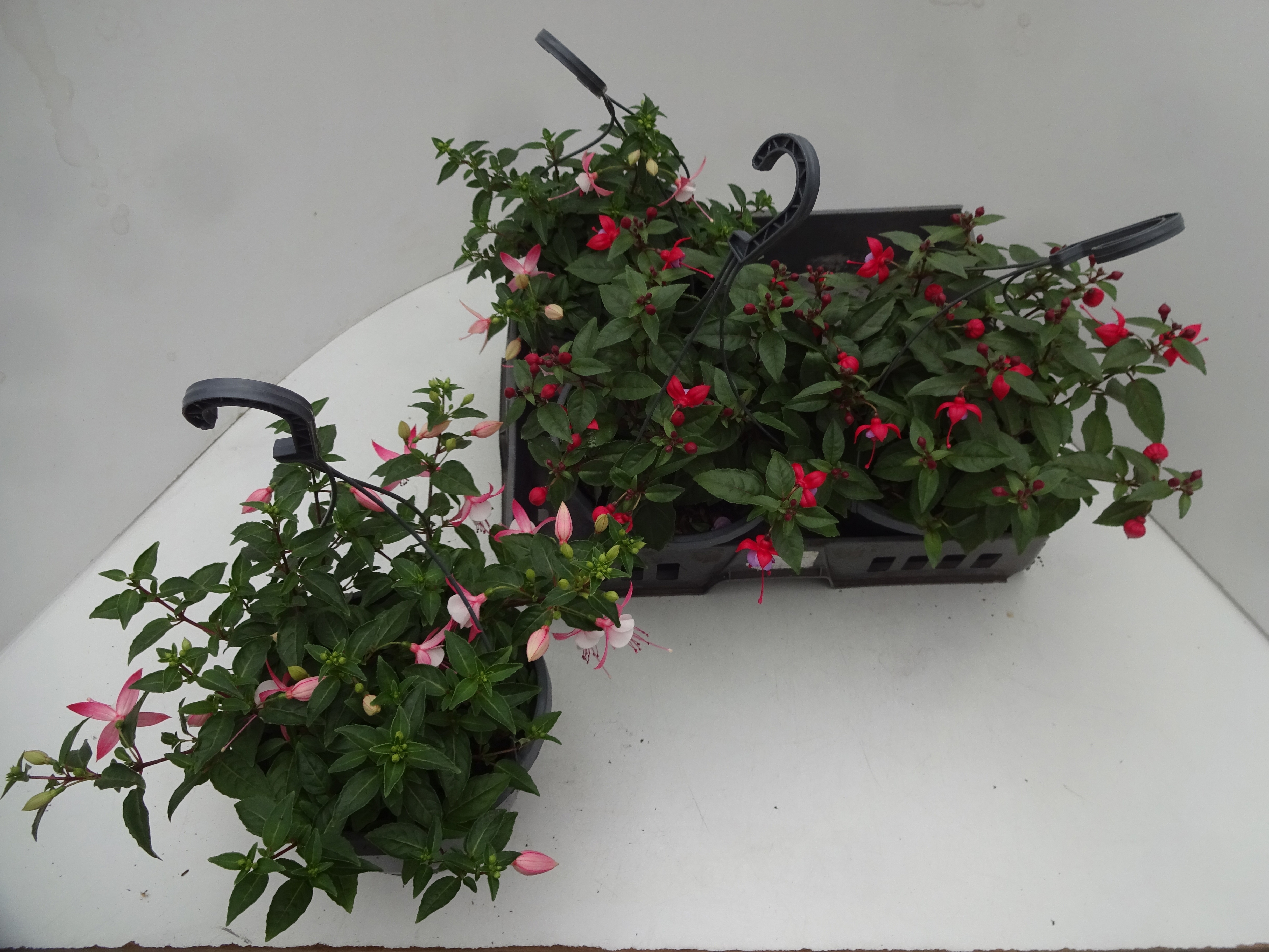 Горшечные цветы и растения оптом Fuchsia Gem от 4шт из Голландии с доставкой по России