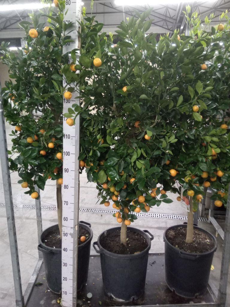 Горшечные цветы и растения оптом Citrus   ... от 1шт (для телеги) из Голландии с доставкой по России