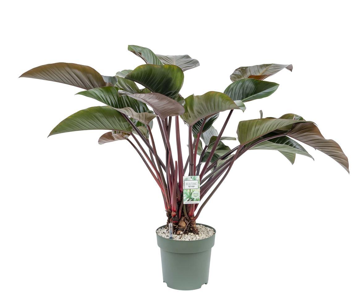 Горшечные цветы и растения оптом Philodendron Red Beauty от 1шт из Голландии с доставкой по России