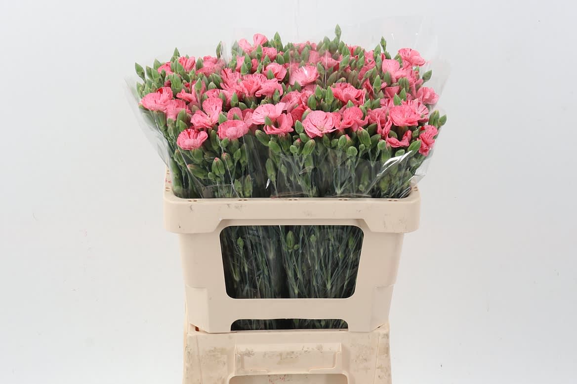 Срезанные цветы оптом Dianthus sp symply pink stripe от 100шт из Голландии с доставкой по России