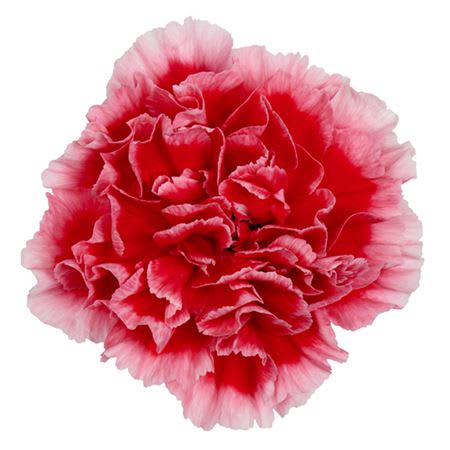 Срезанные цветы оптом Dianthus st cheerio от 80шт.. из Голландии с доставкой по России