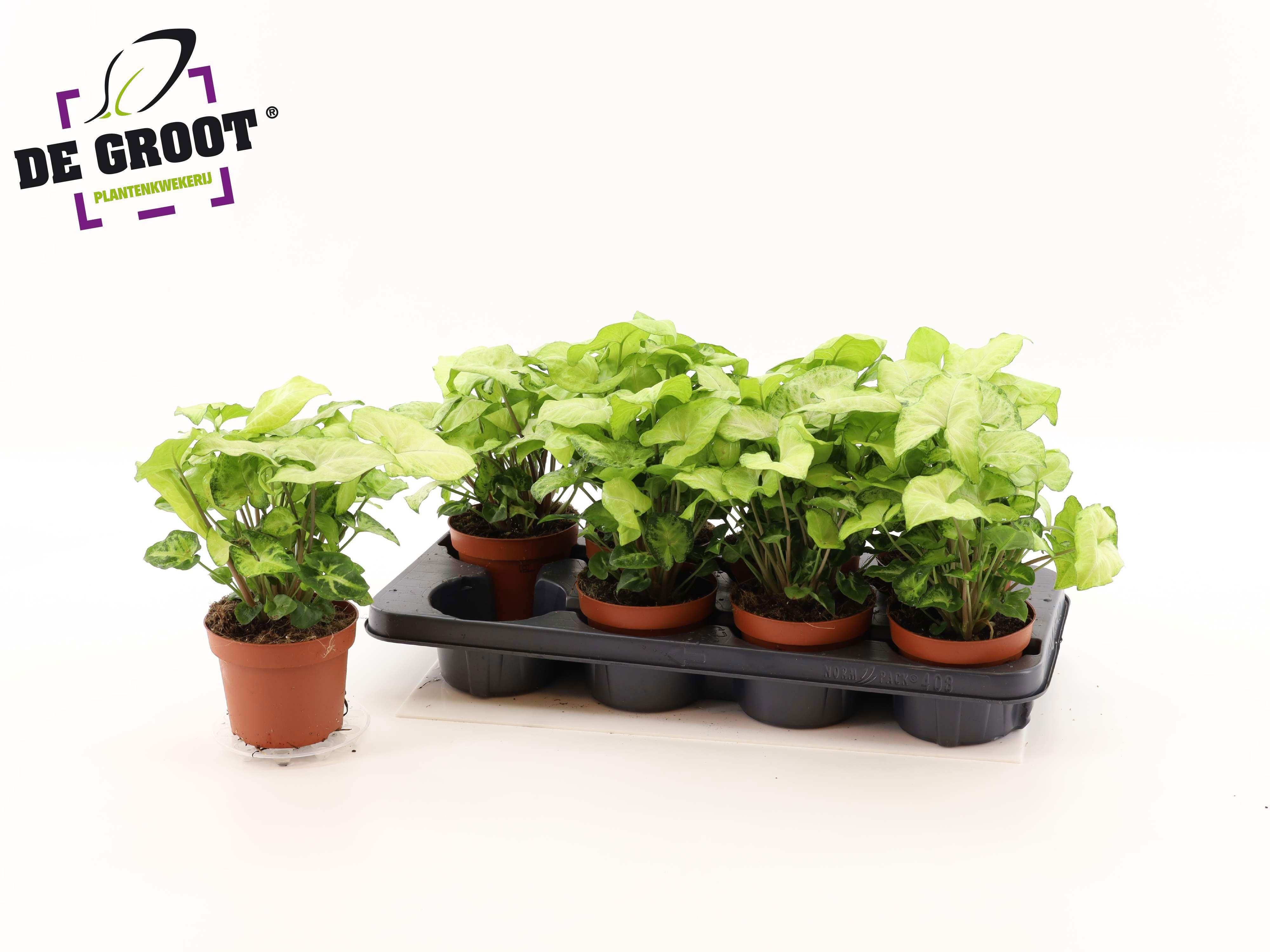 Горшечные цветы и растения оптом Syng White Butterfly от 8шт из Голландии с доставкой по России