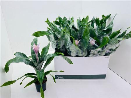 Горшечные цветы и растения оптом Aech Ov от 12шт из Голландии с доставкой по России