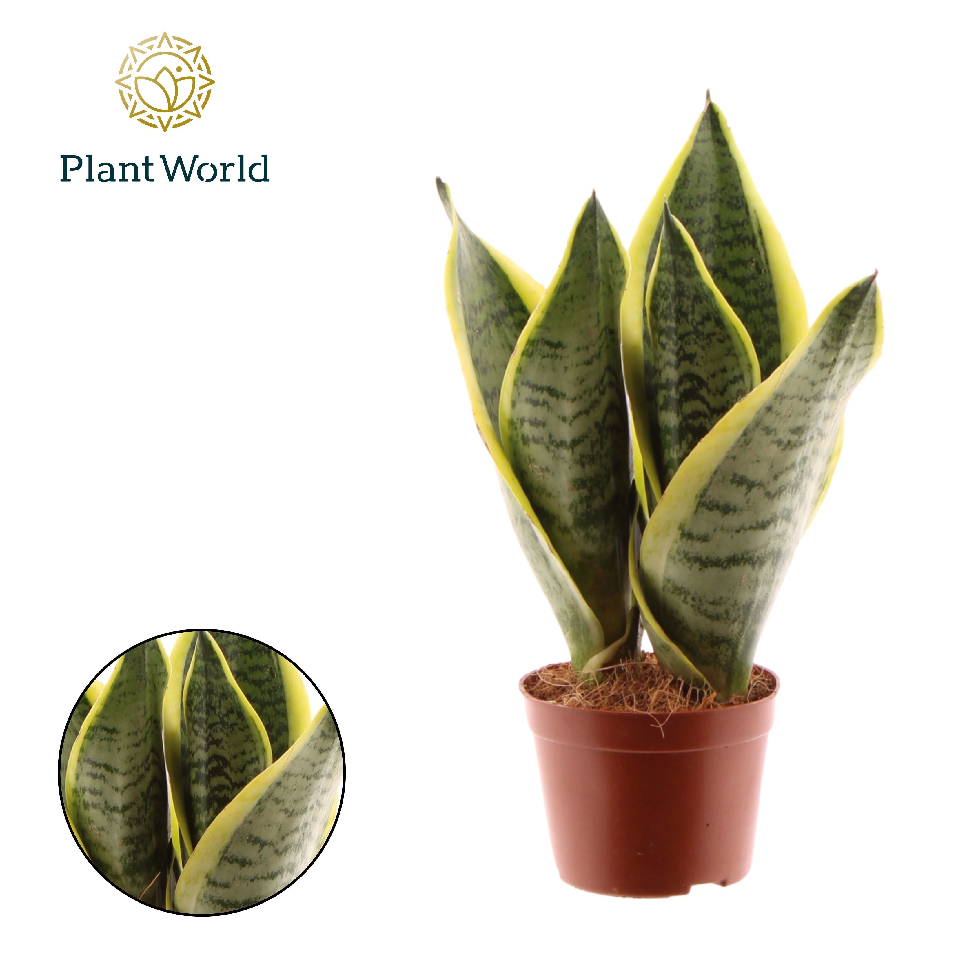 Горшечные цветы и растения оптом Sansevieria Futura Superba 3pp (decorum) от 18шт (для телеги) из Голландии с доставкой по России