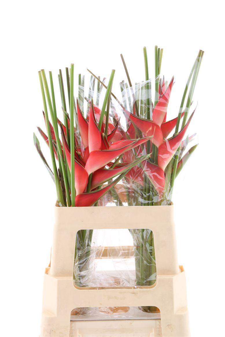 Срезанные цветы оптом Heliconia caribea от 12шт из Голландии с доставкой по России