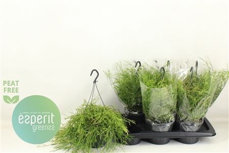Горшечные цветы и растения оптом Rhipsalis Easy Sweet Hangpotten от 6шт из Голландии с доставкой по России