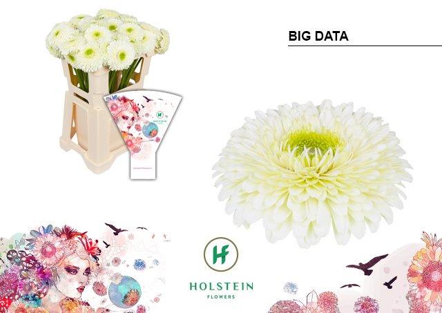 Срезанные цветы оптом Gerbera gerponi big data от 40шт из Голландии с доставкой по России