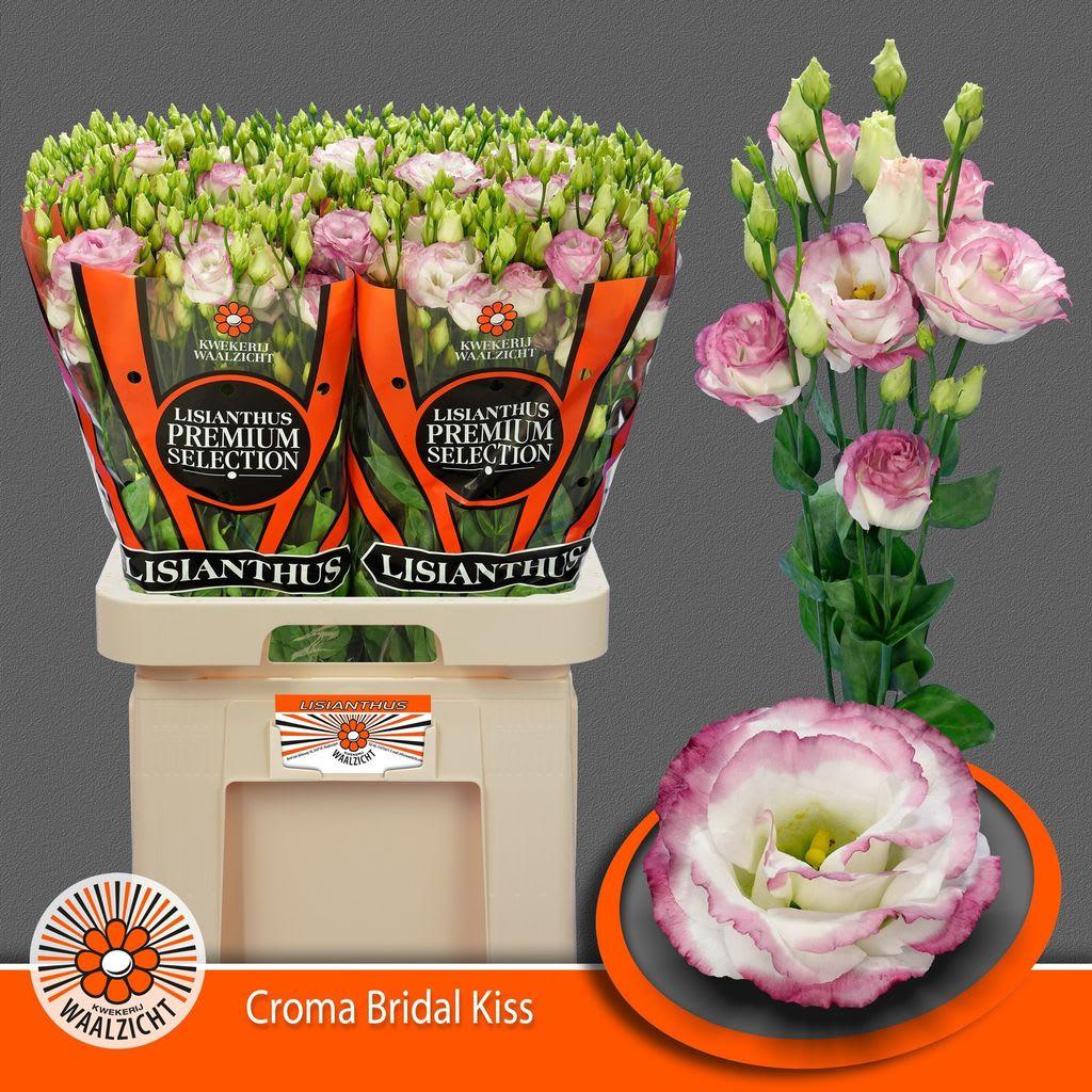 Срезанные цветы оптом Lisianthus do croma bridal kiss от 40шт. из Голландии с доставкой по России