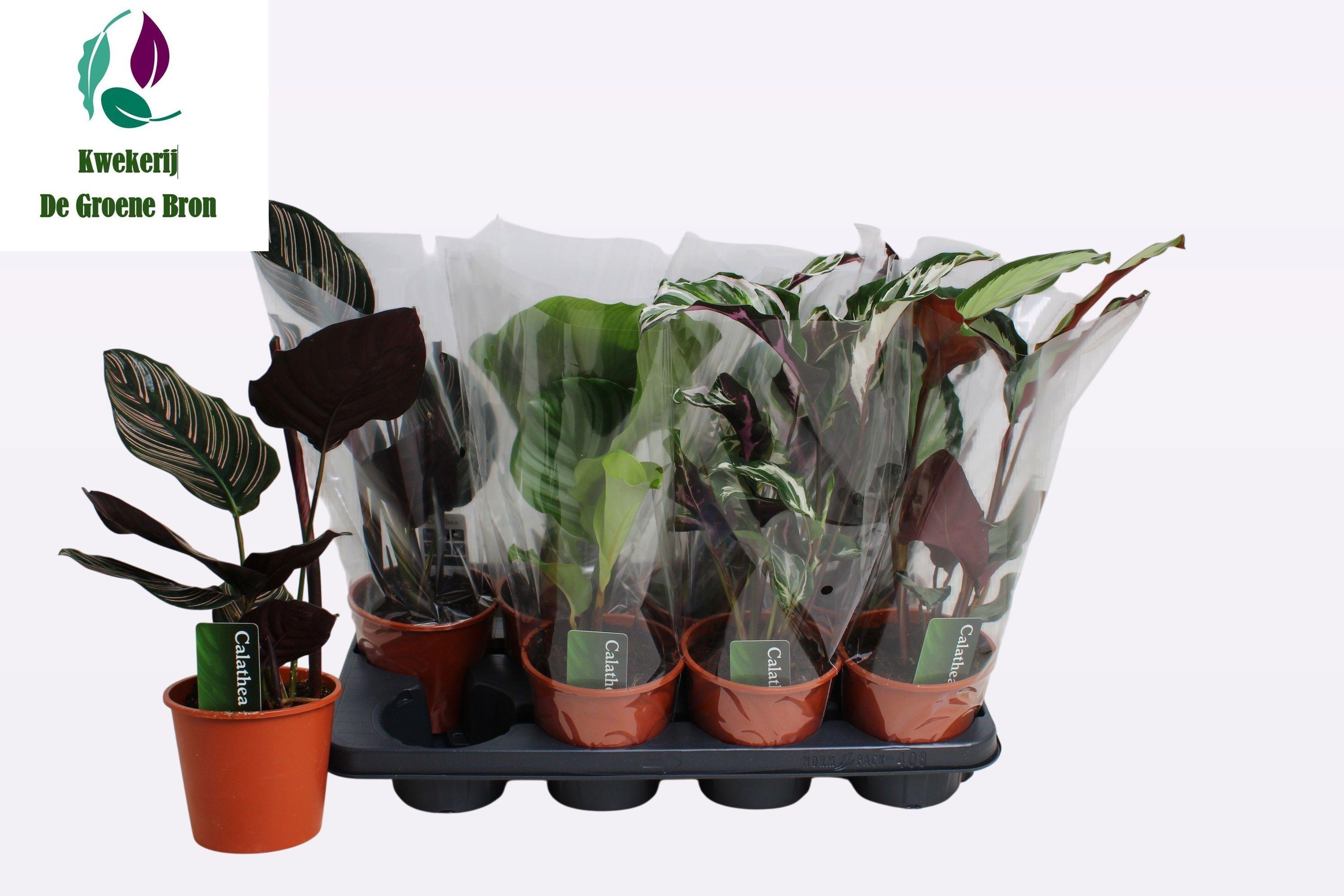 Горшечные цветы и растения оптом Calat Gem 3 Srt от 8шт из Голландии с доставкой по России