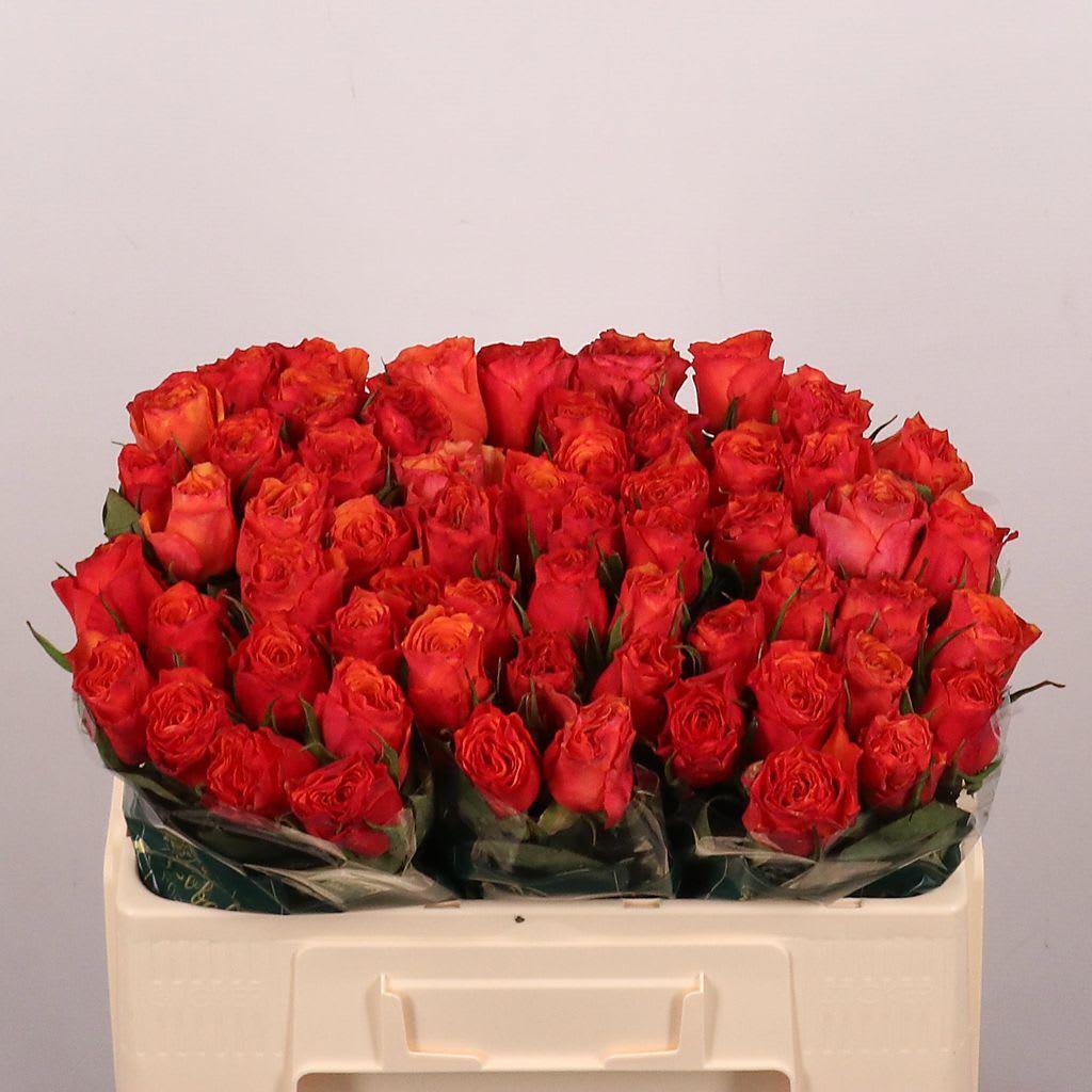 Срезанные цветы оптом Rosa large devoted от 60шт из Голландии с доставкой по России