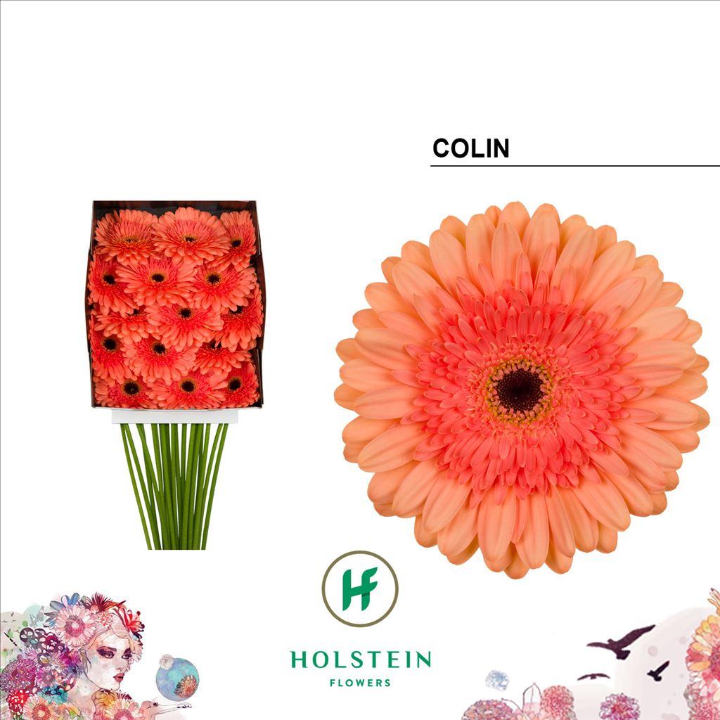 Срезанные цветы оптом Gerbera diamond colin от 15шт из Голландии с доставкой по России