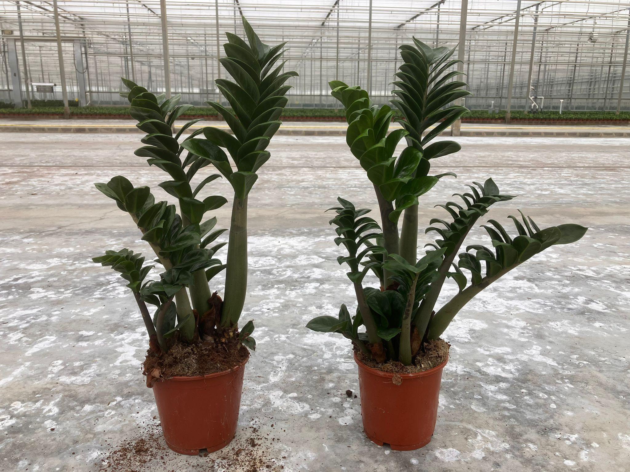 Горшечные цветы и растения оптом Zamioculcas Zenzi 2+ от 7шт из Голландии с доставкой по России