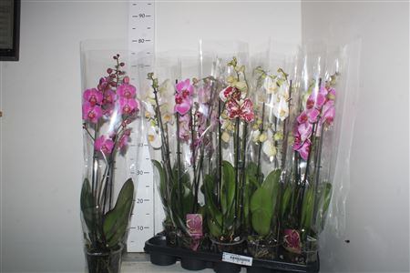 Горшечные цветы и растения оптом Phal Gem 1 Branche 10+ * Spring Deal * от 10шт из Голландии с доставкой по России