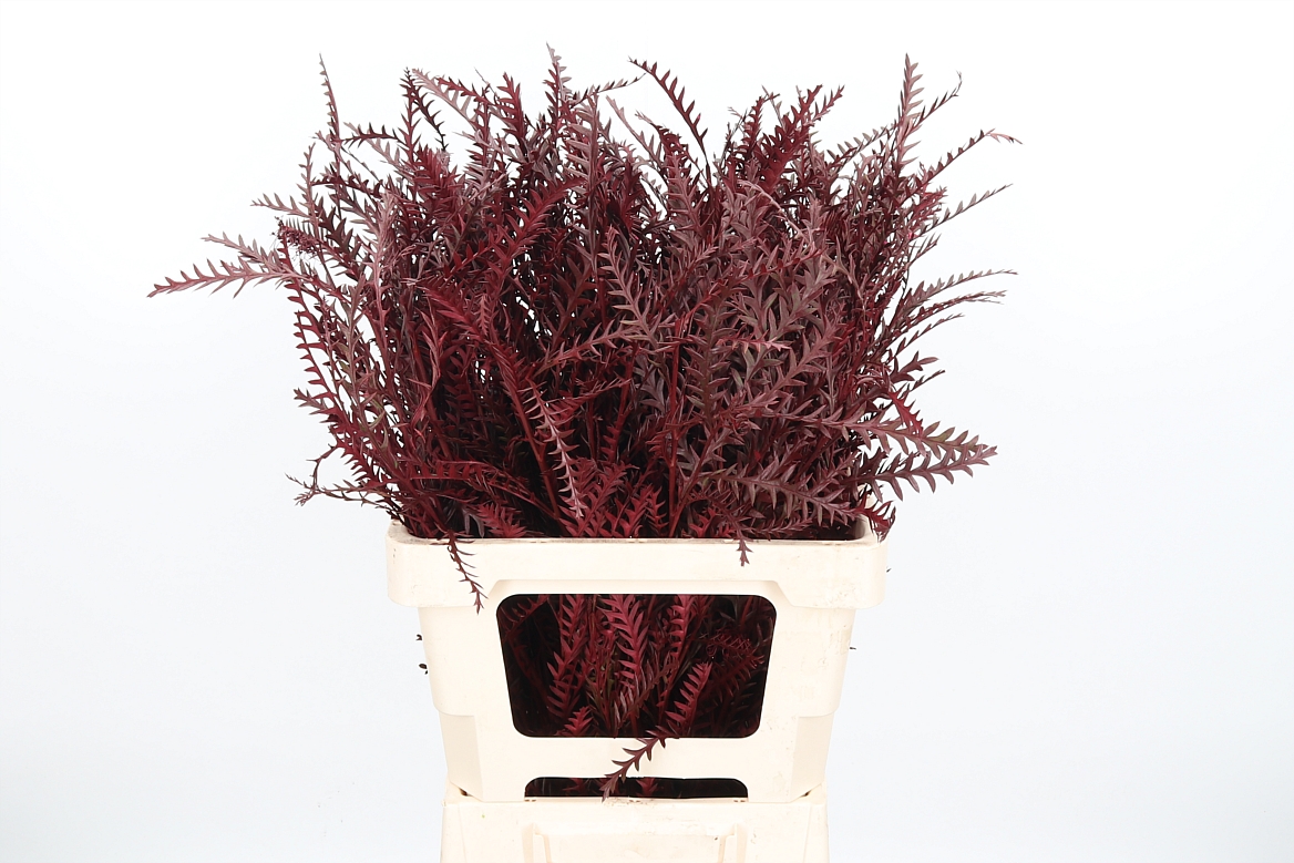 Срезанные цветы оптом Grevillea ivanhoe paint bordeaux от 50шт из Голландии с доставкой по России