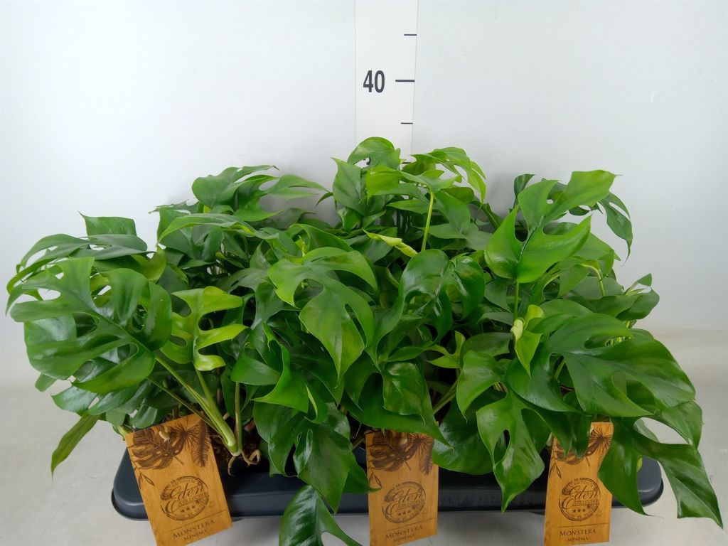 Горшечные цветы и растения оптом Monstera   ... от 6шт из Голландии с доставкой по России