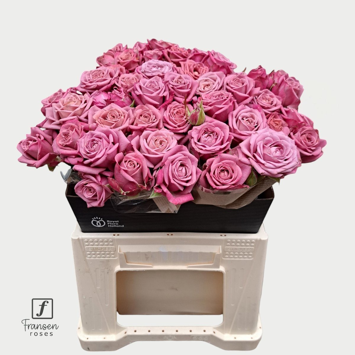 Срезанные цветы оптом Rosa spray purple queen от 30шт. из Голландии с доставкой по России