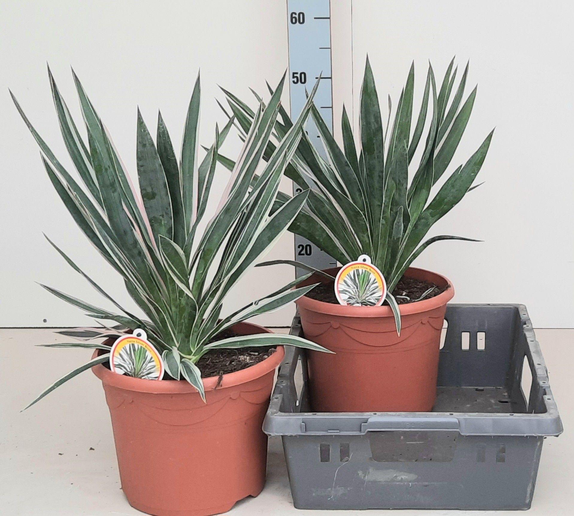 Горшечные цветы и растения оптом Yucca Glor Variegata от 2шт из Голландии с доставкой по России