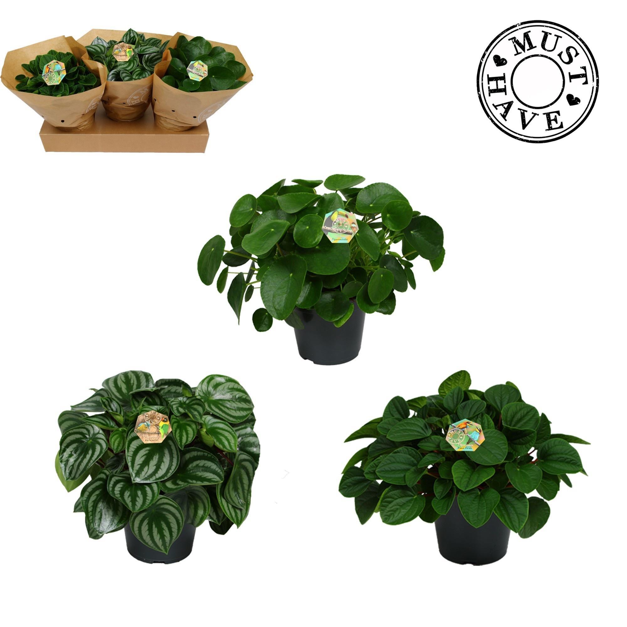 Горшечные цветы и растения оптом Peperomia Mix от 3шт из Голландии с доставкой по России