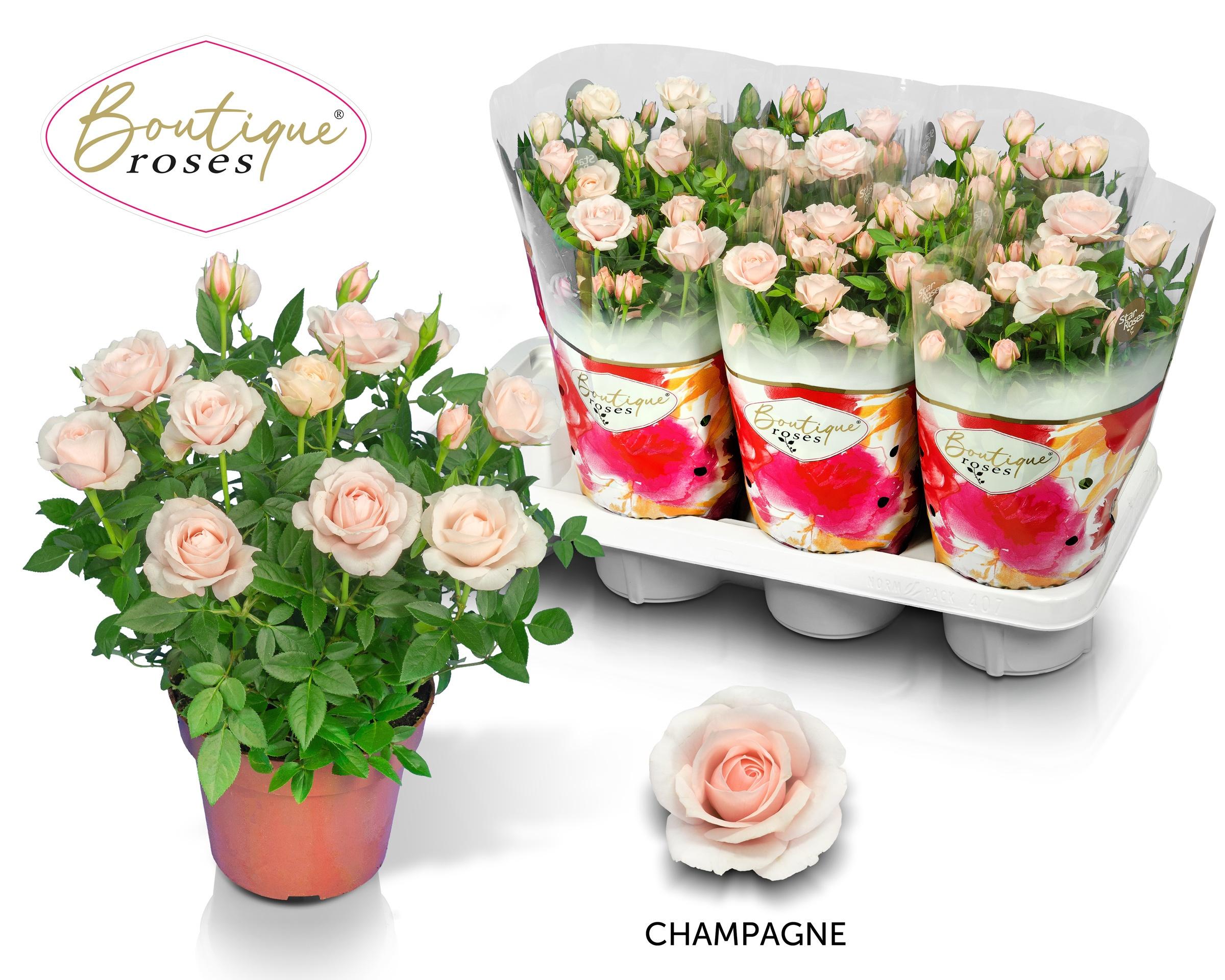 Горшечные цветы и растения оптом Ro Champagne Star от 7шт из Голландии с доставкой по России