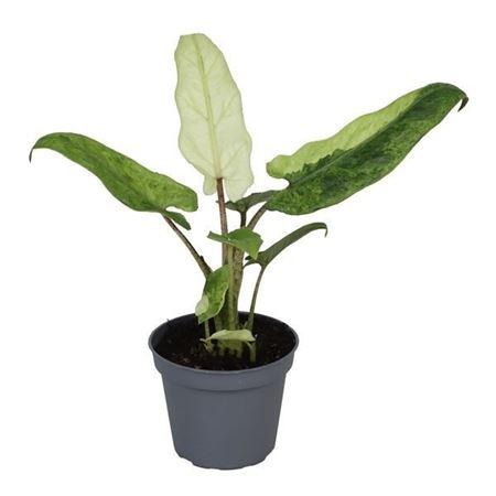 Горшечные цветы и растения оптом Alocasia Lauterbachiana Variegata 6 от 12шт (для телеги) из Голландии с доставкой по России