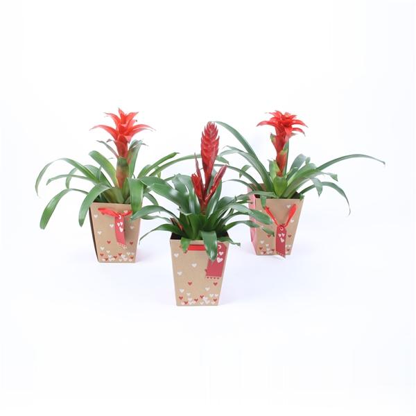 Горшечные цветы и растения оптом Bromelia Mix In Hart Tasje (karton) от 6шт из Голландии с доставкой по России Горшечные цветы и растения оптом Bromelia Mix In Hart Tasje (karton) от 6шт из Голландии с доставкой по России