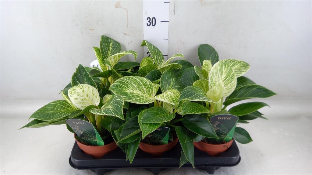 Горшечные цветы и растения оптом Philodendron Black Cardinal от 6шт' из Голландии с доставкой по России