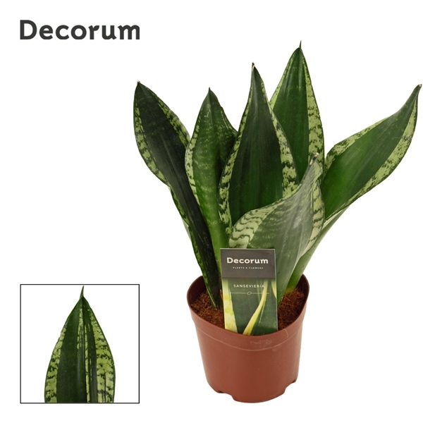 Горшечные цветы и растения оптом Sansevieria Silver Flame (decorum) от 10шт из Голландии с доставкой по России