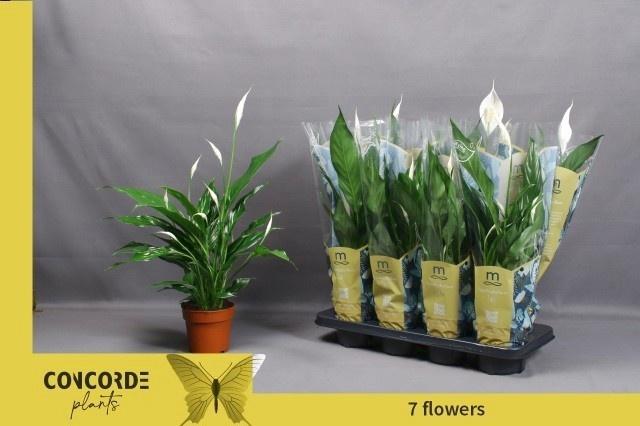 Горшечные цветы и растения оптом Spath Sweet Benito от 8шт из Голландии с доставкой по России