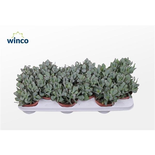 Горшечные цветы и растения оптом Crassula Undilatifolia от 10шт из Голландии с доставкой по России