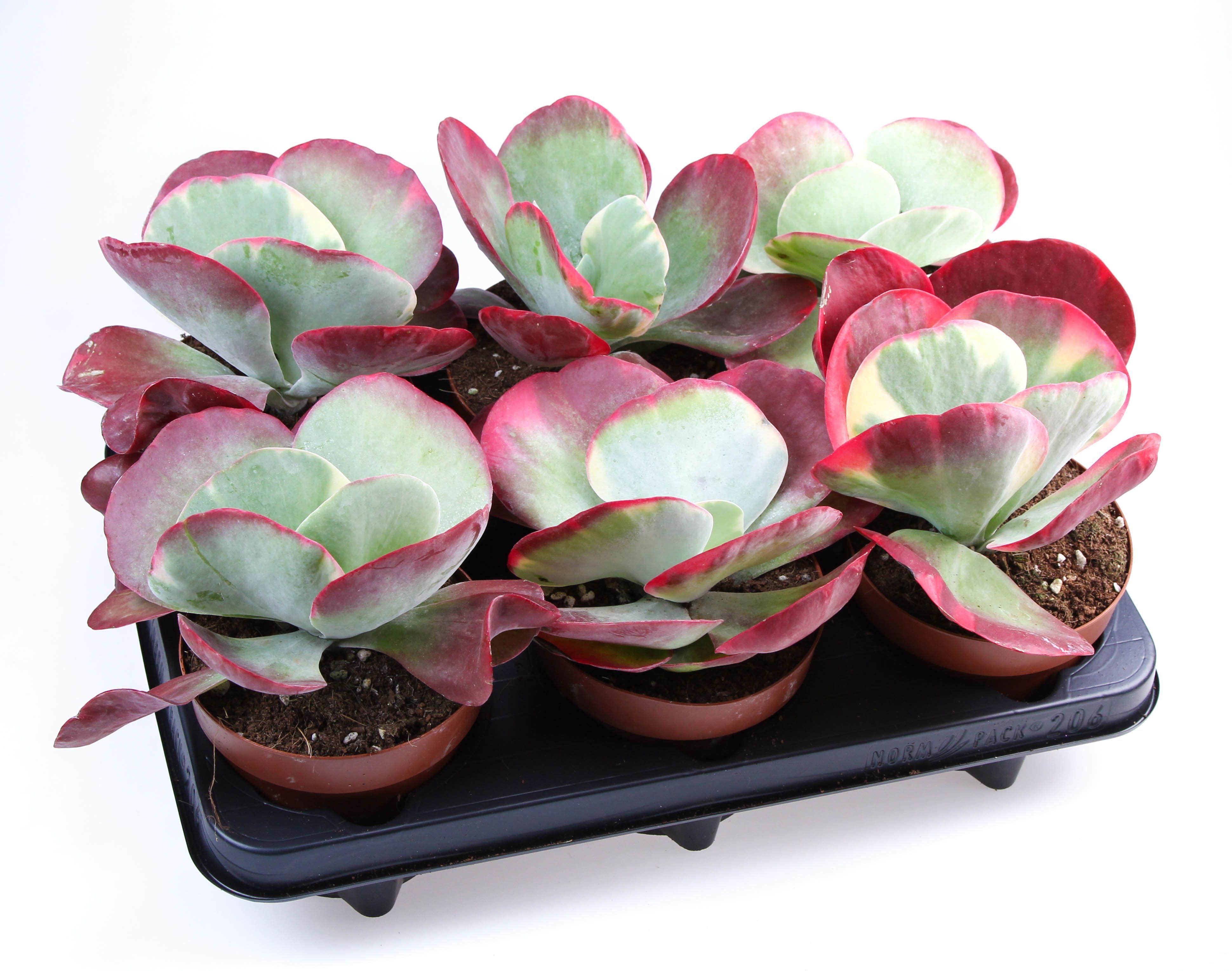 Горшечные цветы и растения оптом Kalanchoe Thyrsiflora Red Lips от 6шт из Голландии с доставкой по России